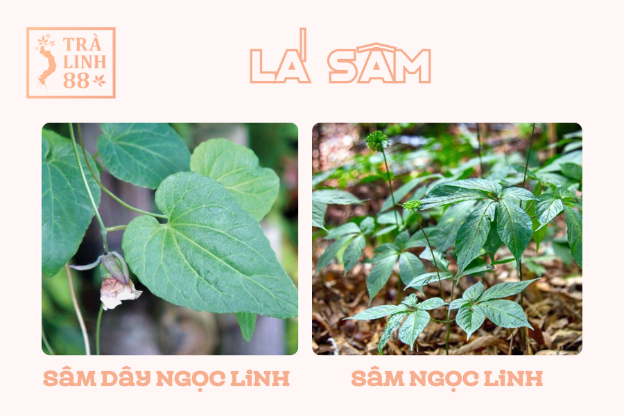 la-sam-ngoc-linh-va-la-dang-sam