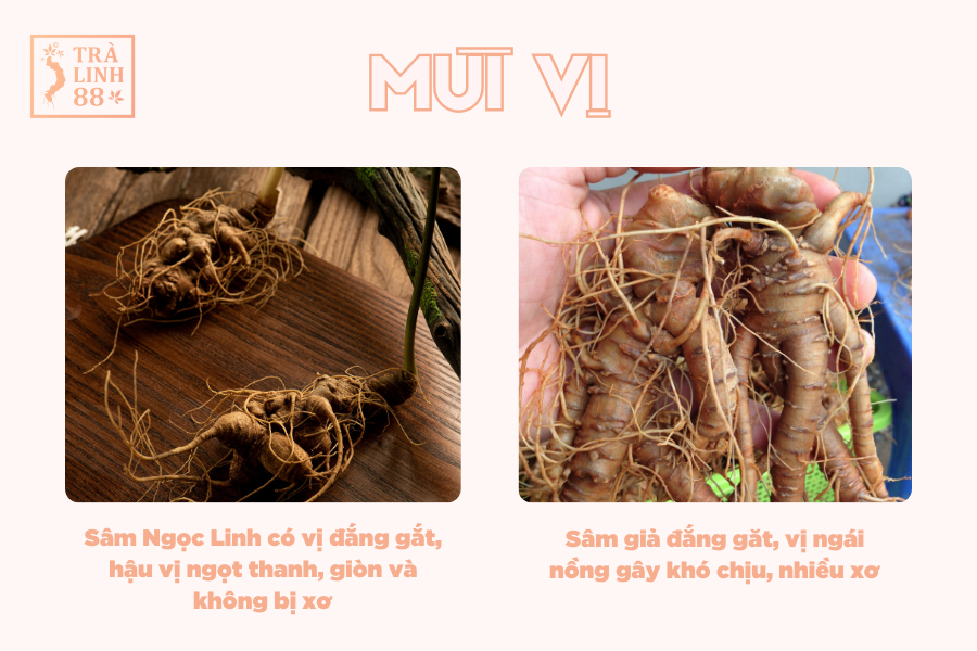 phan-biet-qua-mui-vi-sam-ngoc-linh