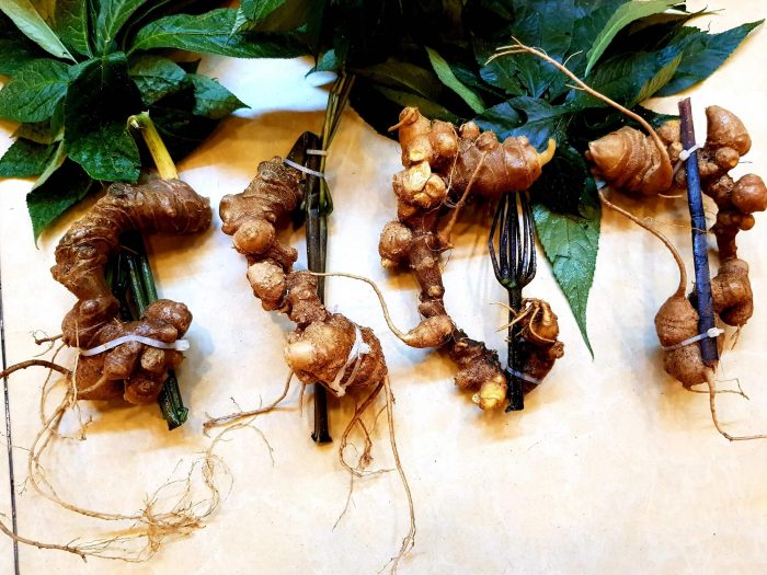 tac-dung-cua-ngoc-linh-dieu-tri-mo-mau