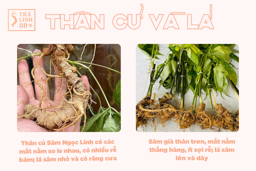 phan-biet-sam-ngoc-linh-that-qua-hinh-dang