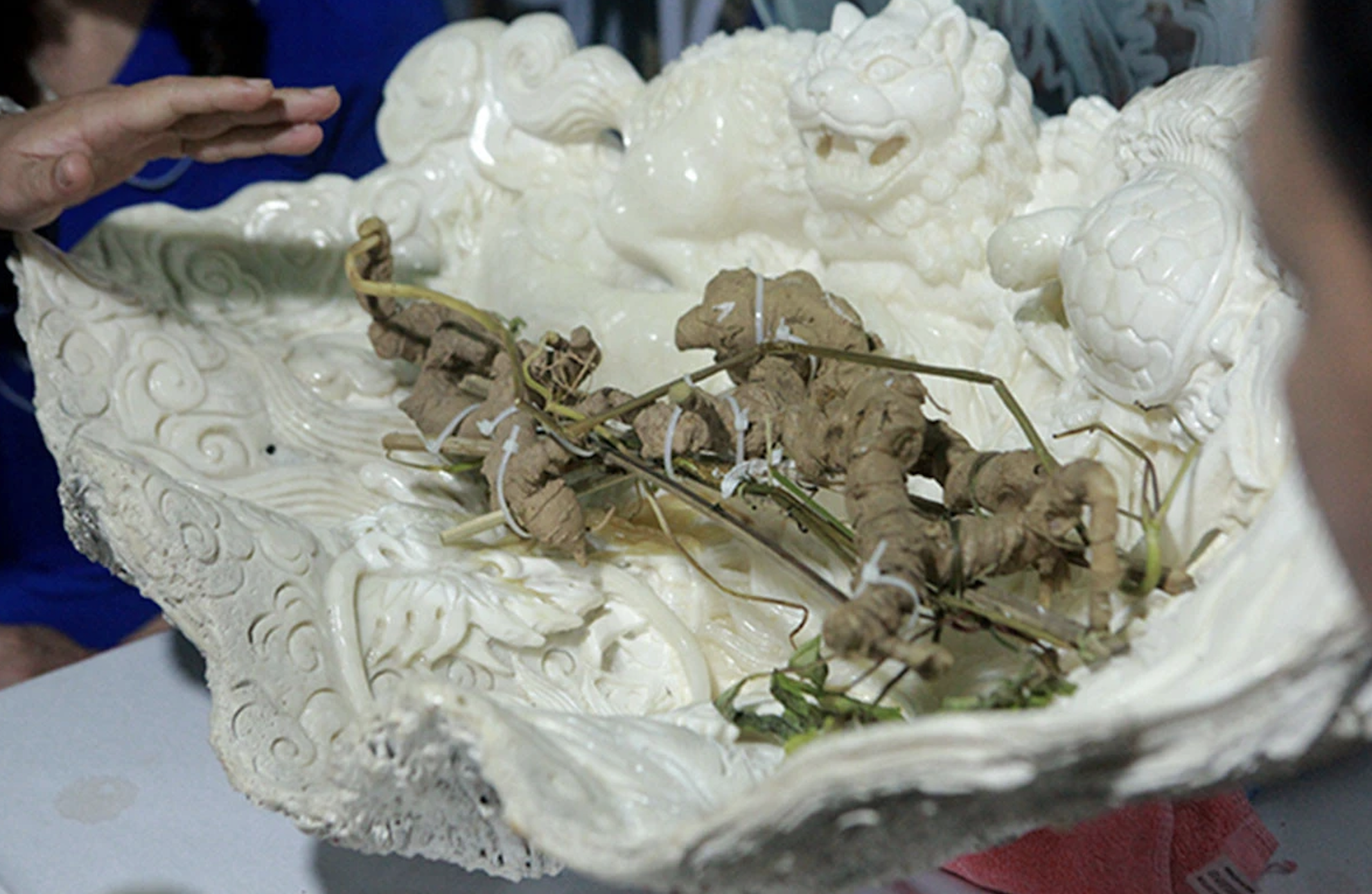 cu-sam-ngoc-linh