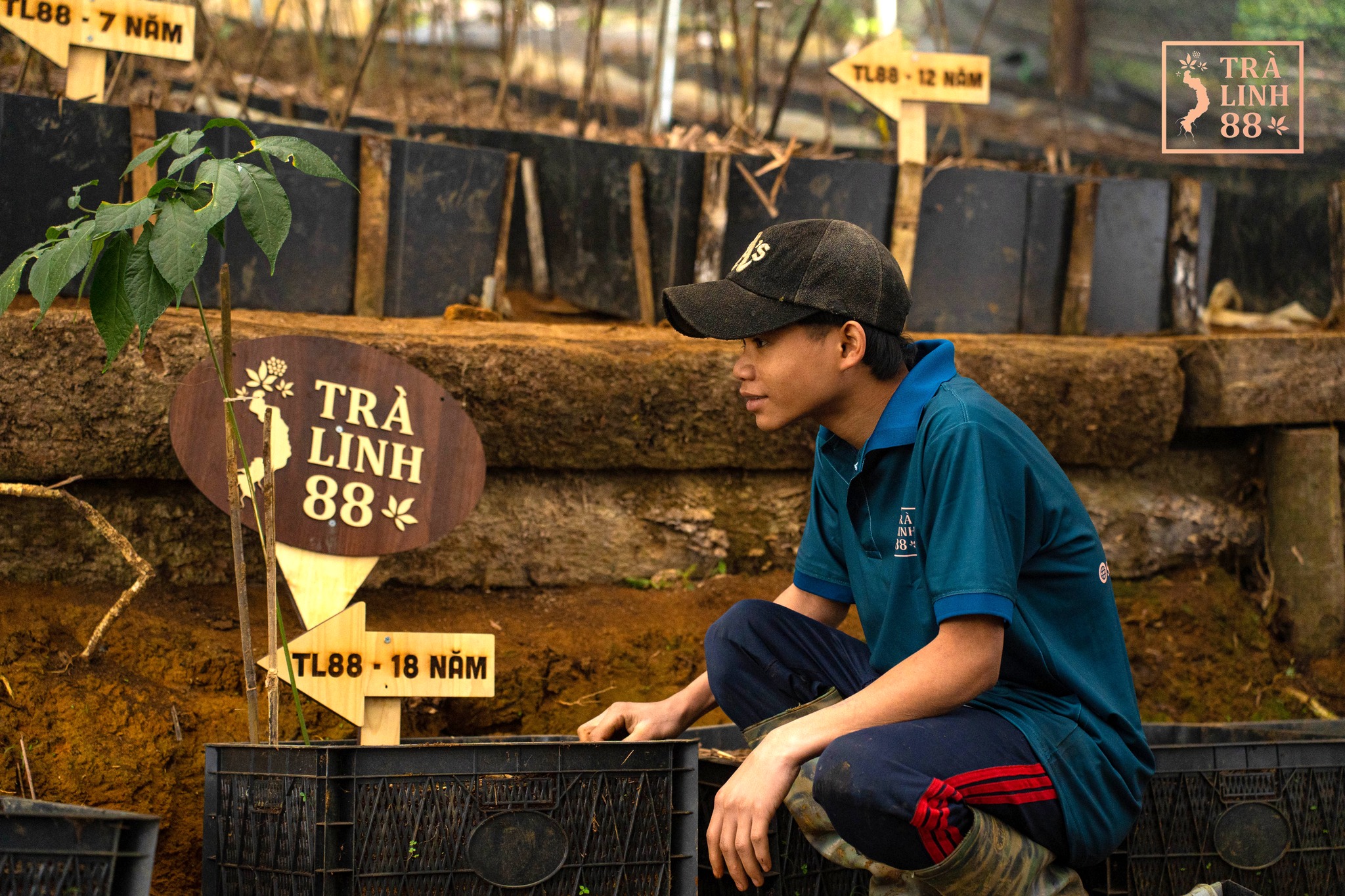 vuon-sam-ngoc-linh-quang-nam