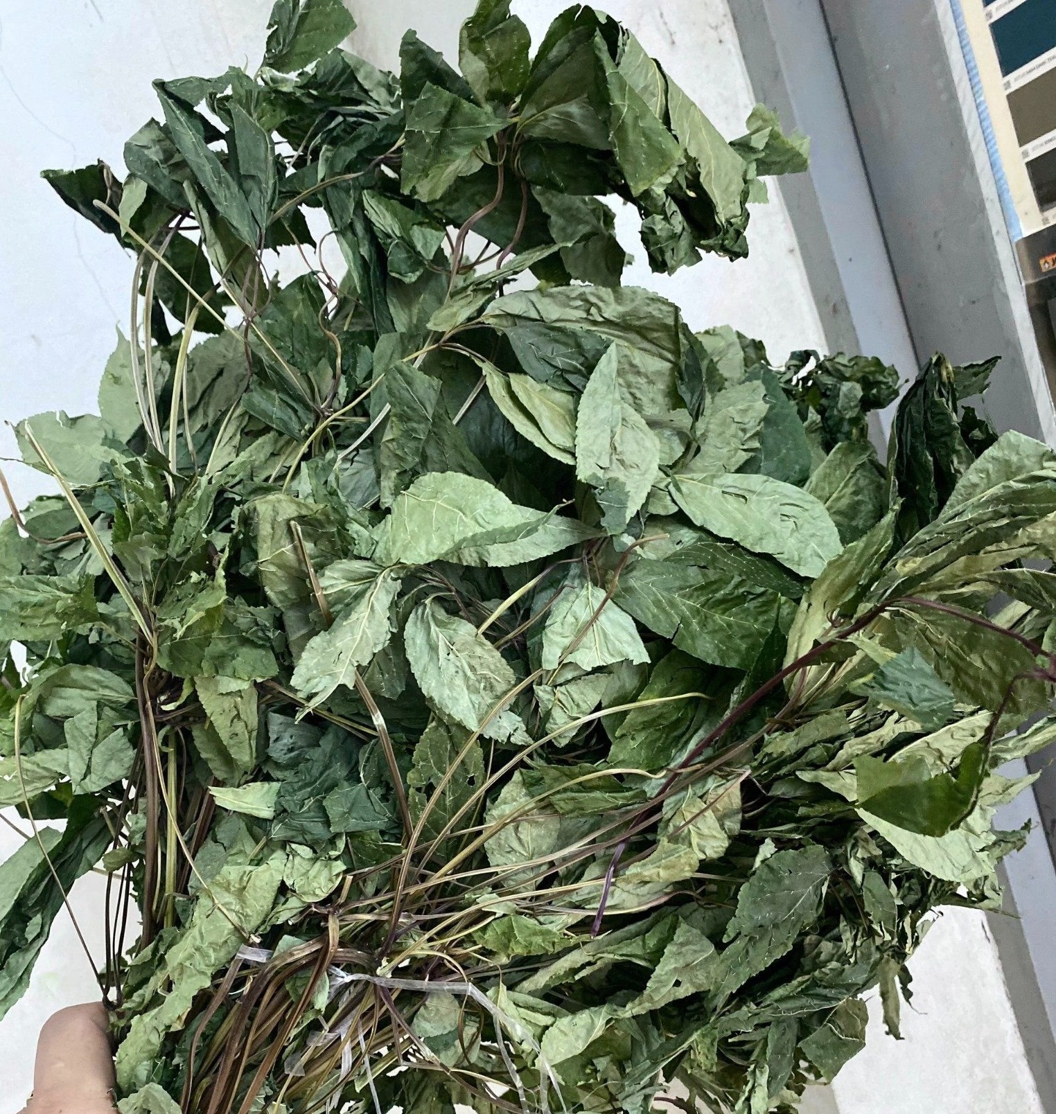 la-sam-ngoc-linh-co-dung-duoc-khong