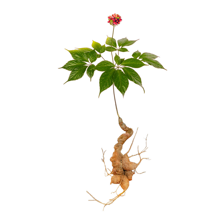 sâm ngọc linh quảng nam