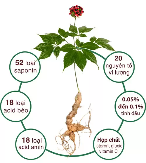 sâm ngọc linh quảng nam