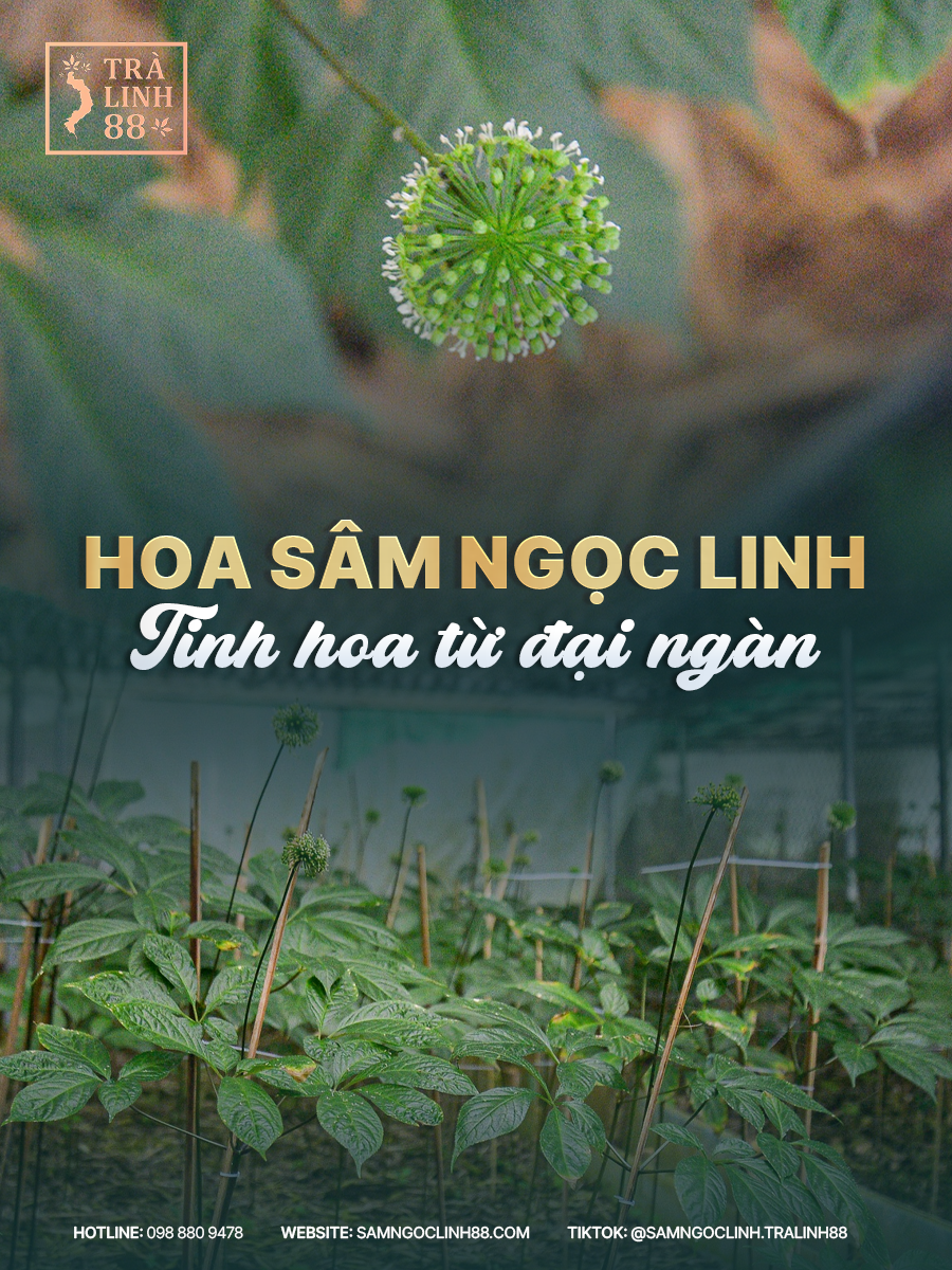 sâm ngọc linh thật