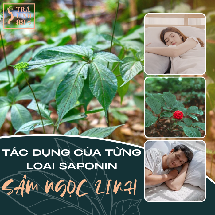 Tác dụng của từng loai saponin có trong Sâm Ngọc Linh