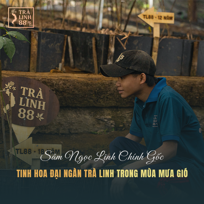 sâm ngọc linh chính gốc