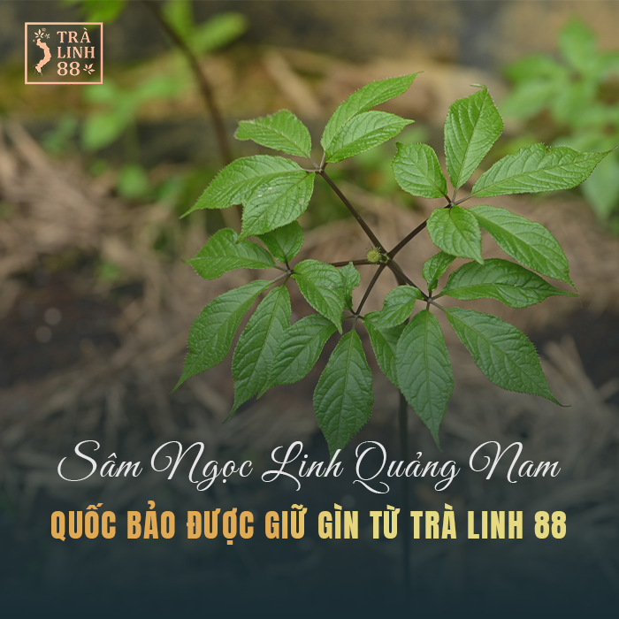 sâm ngọc linh quảng nam