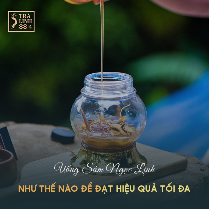 sâm ngọc linh chính gốc