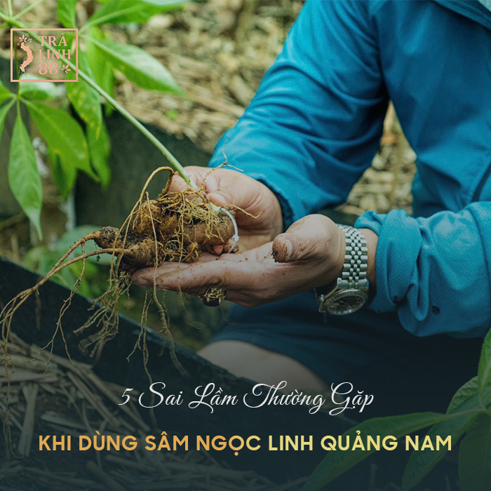 sâm ngọc linh quảng nam