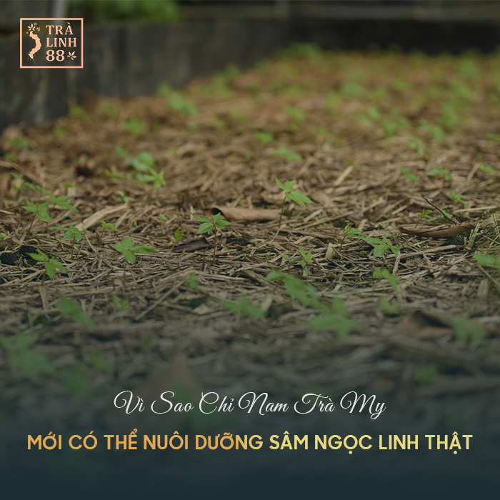 sâm ngọc linh thật