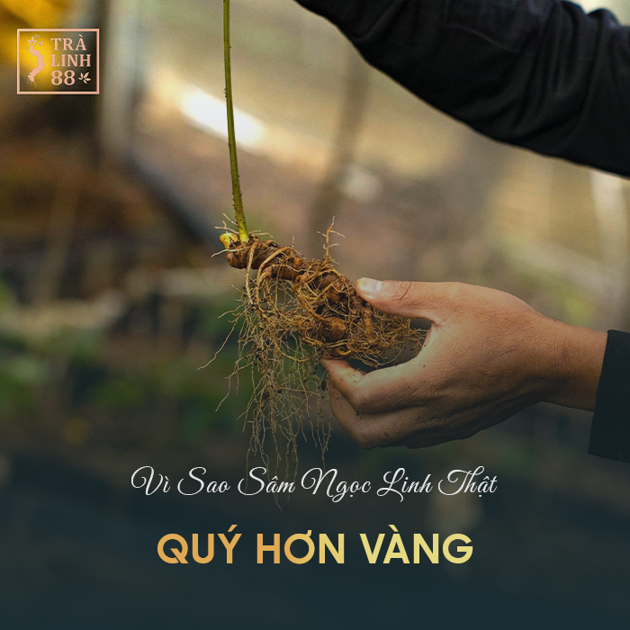 sâm ngọc linh thật