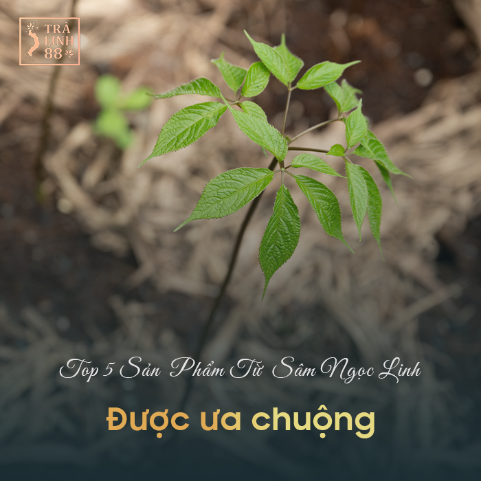 sâm ngọc linh thật